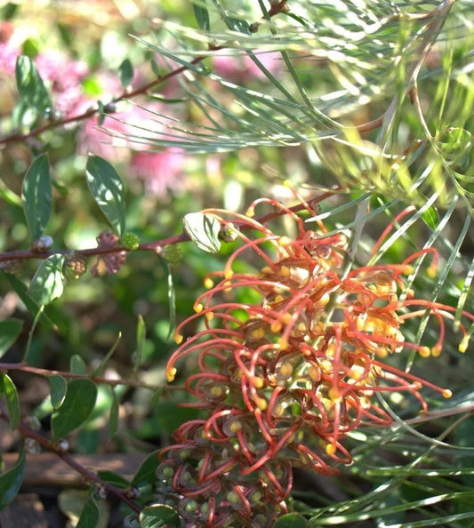 Grevillea 'Amber Blaze'