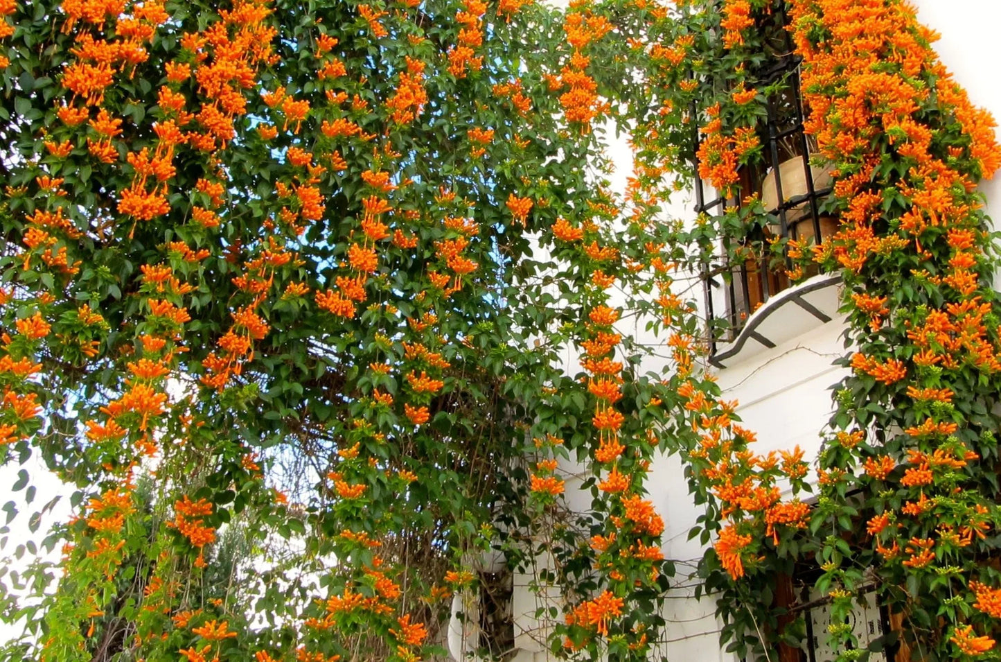 Pyrostegia Venusta (Flame Vine)