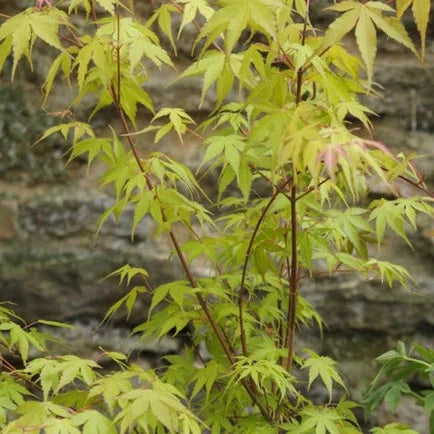 Acer Palmatum 'Butterfly' (Butterfly Japanese Maple)