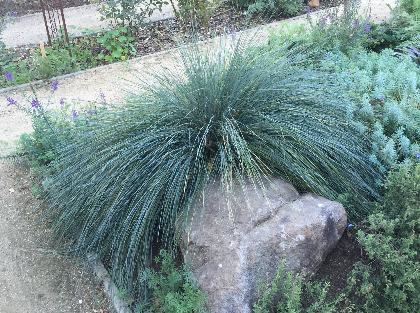 Lomandra Confertifolia ‘Blue Ridge’ (Blue Ridge Mat Rush)