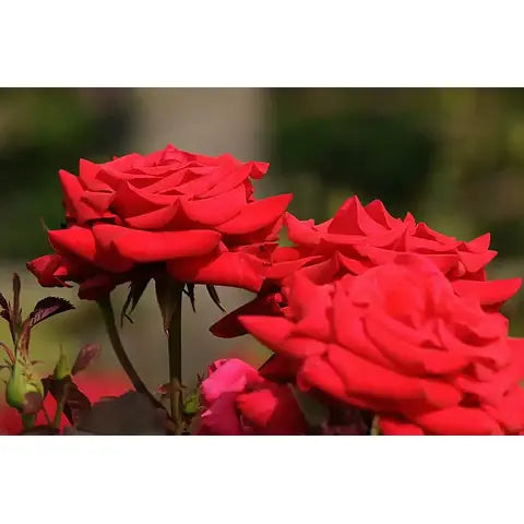 Rose 'Kardinal Red'