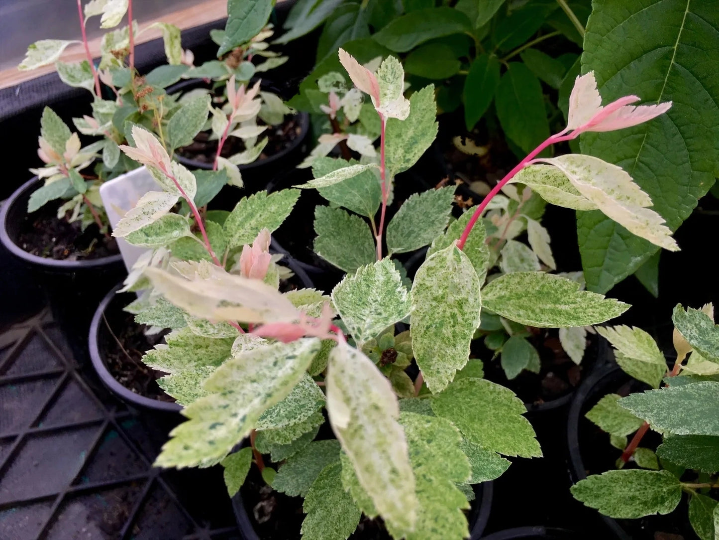 Spiraea Japonica 'Pink Ice' (Pink Ice Spiraea)