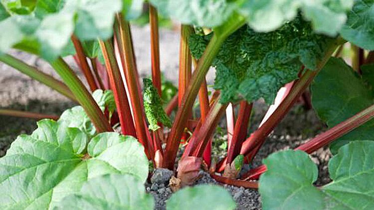 Rheum Hybridum (Rhubarb)