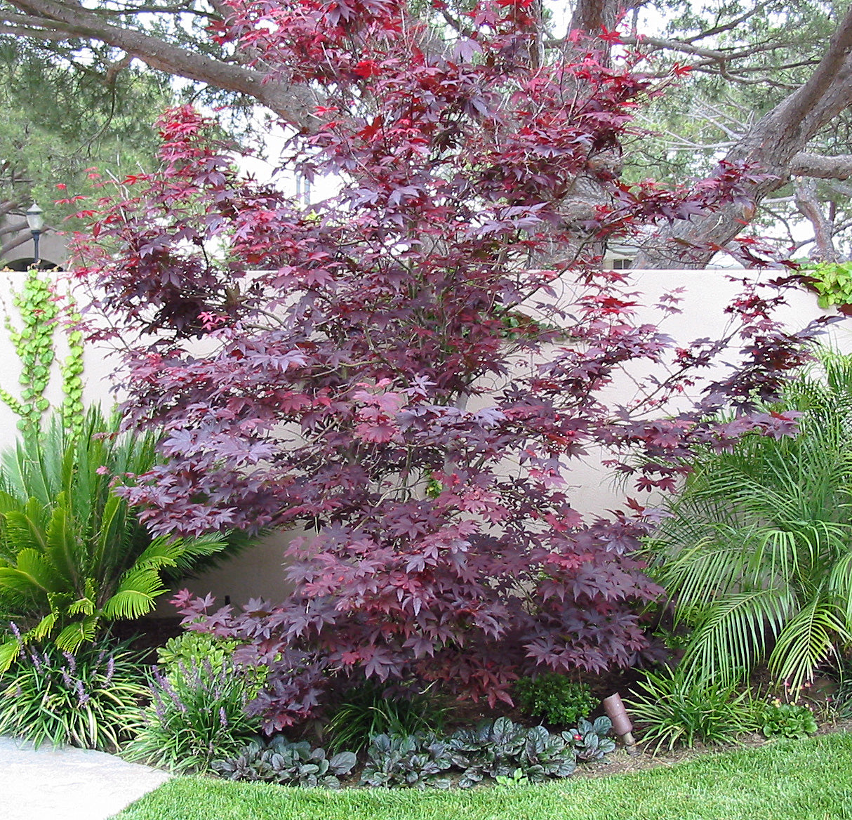 Acer Palmatum 'Shaina' (Japanese Maple Shaina)