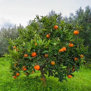 Citrus Sinensis 'Washington Navel' (Dwarf Washington Navel Orange) GRAFTED