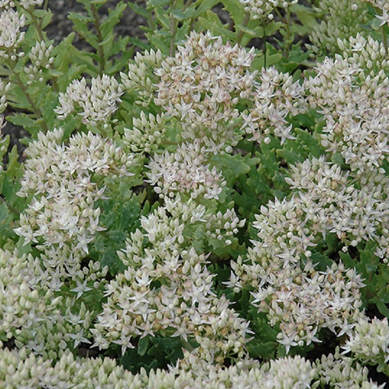 Sedum Thundercloud (Thundercloud Stonecrop)