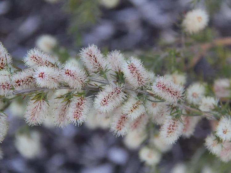 Melaleuca Incana (Grey Paperbark)