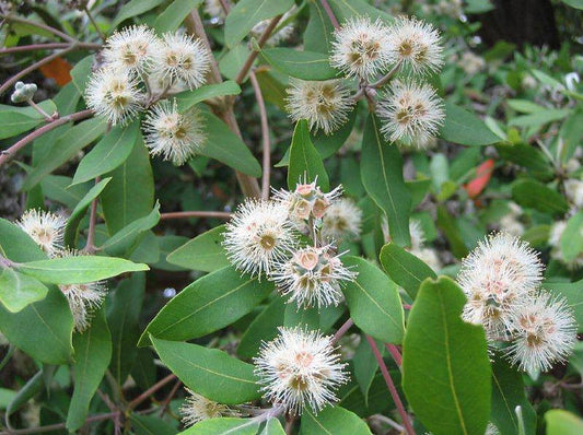 Syncarpia Glomulifera (Turpentine Tree)