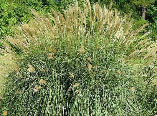 Miscanthus Sinensis ‘Adagio’ (Dwarf Maiden Grass)