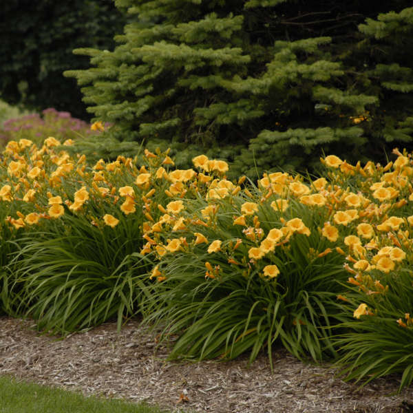 Hemerocallis Daylily Stella d’Oro (Stella d’Oro Daylily)