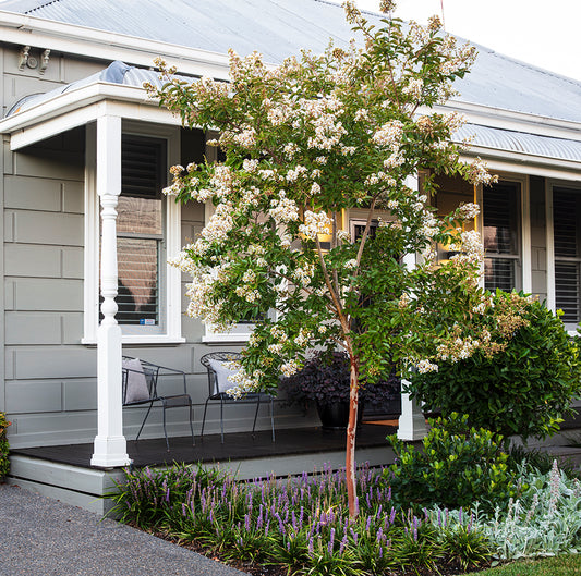 Lagerstroemia indica 'Natchez' tree in a beautiful garden, with a country-style home visible in the background.