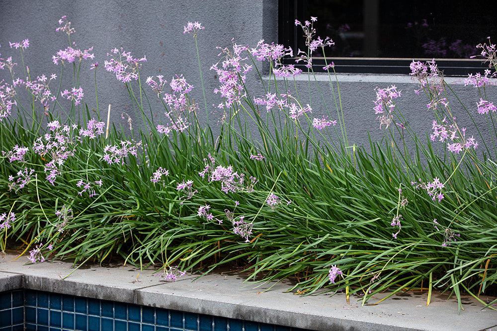 Tulbaghia Violacea (Society Garlic)