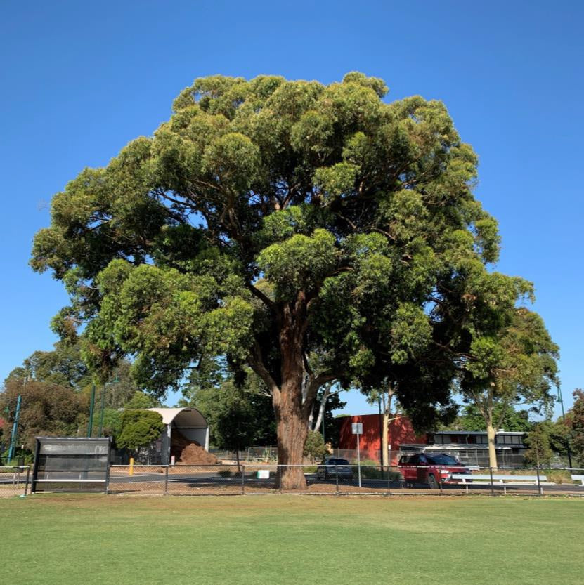 Eucalyptus Microcorys (Tallowwood)