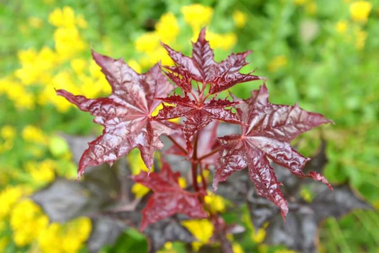 Acer platanoides Crimson King (Crimson King Norway Maple)