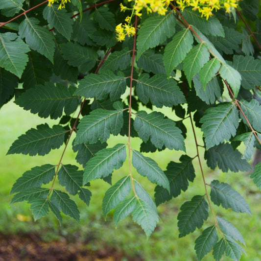 Koelreuteria Paniculata (Golden Rain Tree)