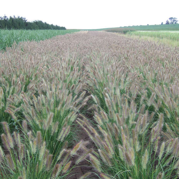 Pennisetum Alopecuroides (Fountain Grass)