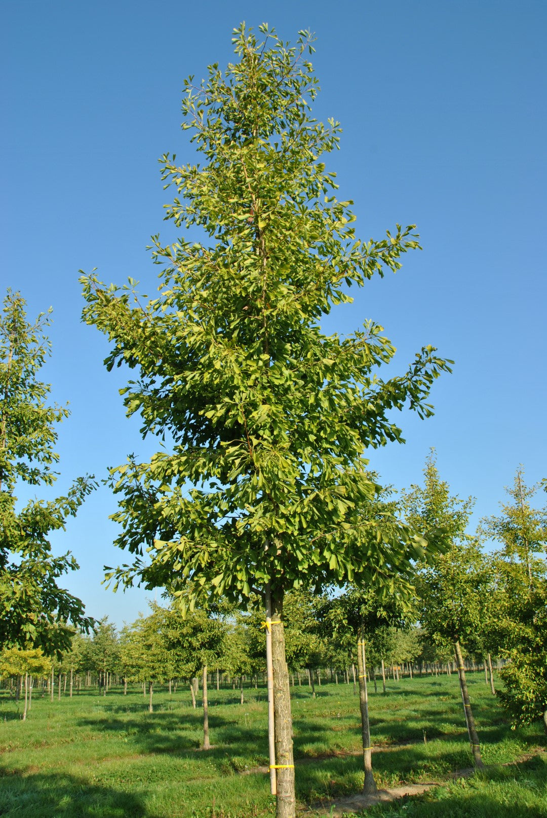 Mature Ginkgo Biloba (Maidenhair Tree) with tall, lush green foliage, standing prominently in a garden.