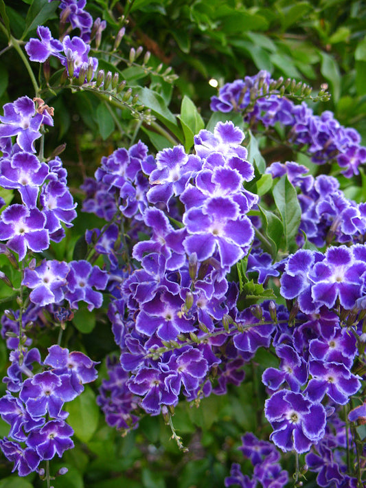 Duranta Erecta ‘Geisha Girl’ (Golden Dewdrop)