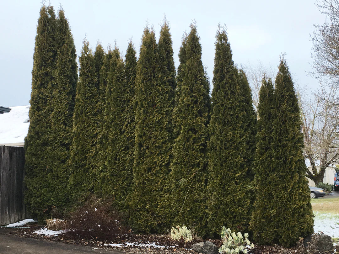 Thuja Smaragd (Emerald Green Arborvitae)