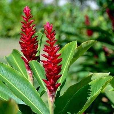 Alpinia Caerulea 'Red Back' (Red Back Ginger)