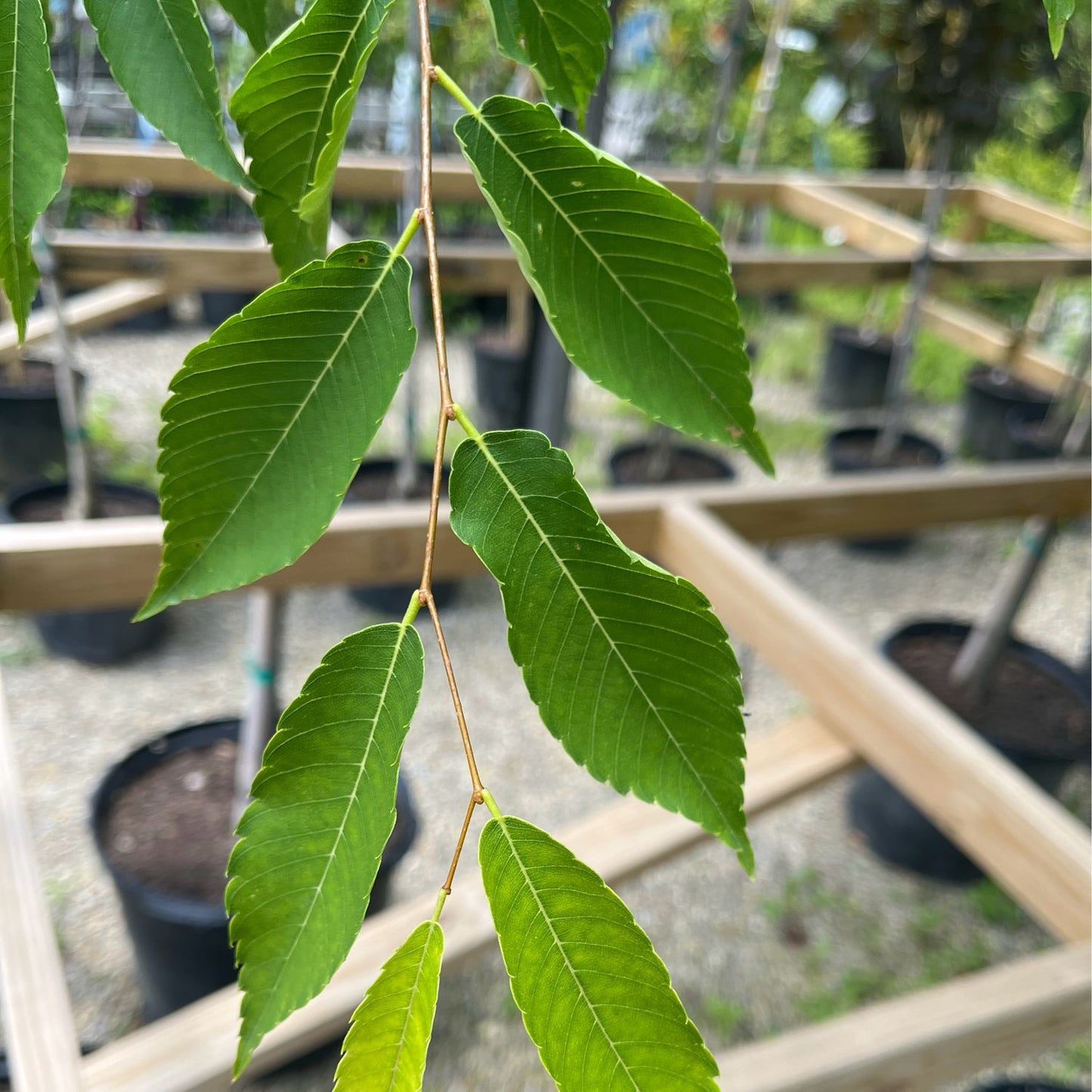 Zelkova Serrata Green Vase (Green Vase Japanese Zelkova)