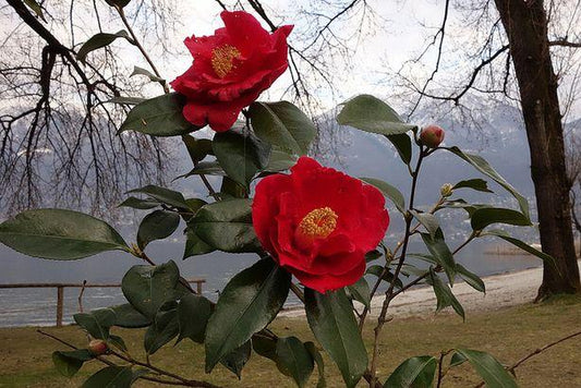 Camellia Japonica 'The Czar' (Red Camellia)