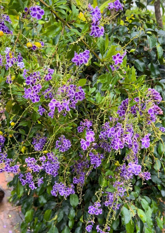 Duranta Repens (Blue Duranta)