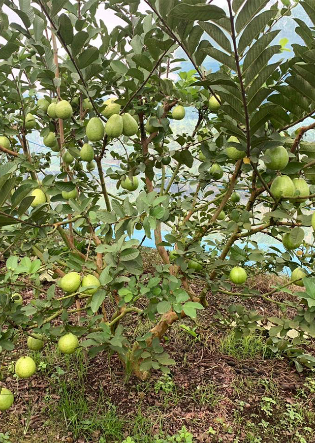 Psidium guajava 'Amman' (Amman Guava)