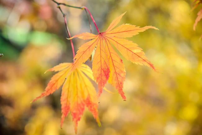 Acer Palmatum 'Elegans' (Japanese Maple Elegans)