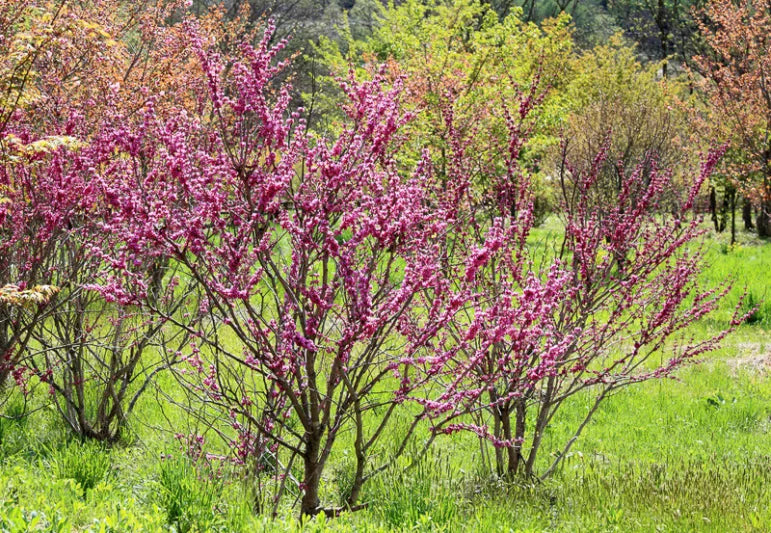 Cercis Canadensis 'Avondale' (Avondale Redbud)