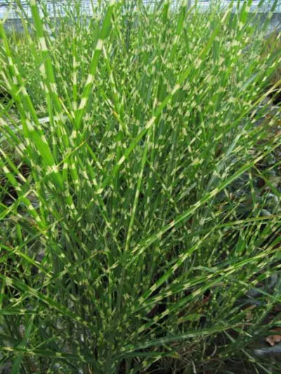 Miscanthus sinensis 'Zebrinus' (Zebra Grass)