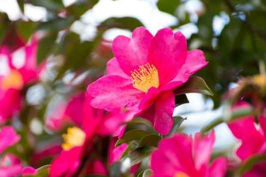 Camellia Sasanqua 'Rushay'