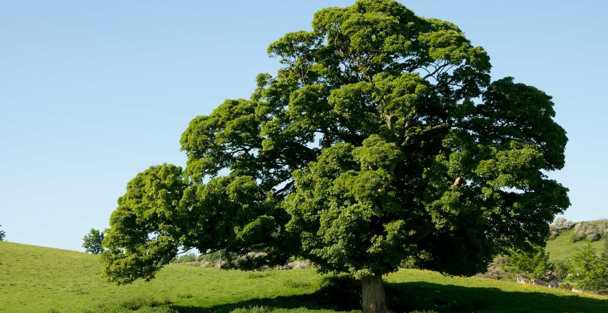 Majestic Quercus Robur (English Oak) tree in a park setting, showcasing its expansive canopy and lush green foliage.