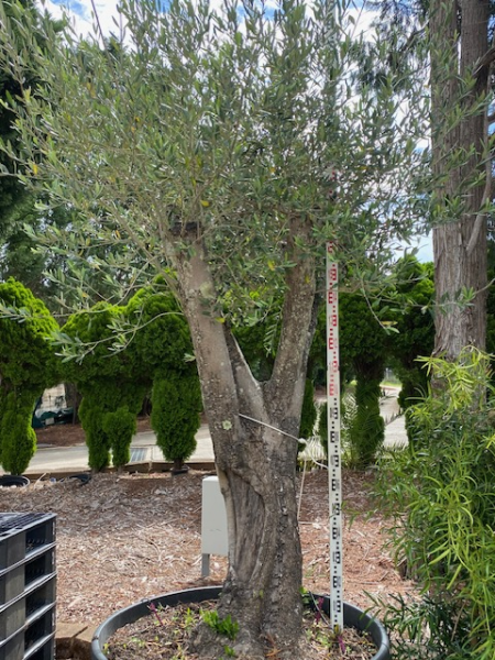 Olea Europaea 'Frantoio' (Frantoio Olive)