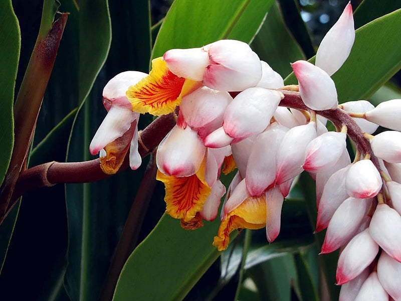 Alpinia Zerumbet (Shell Ginger)