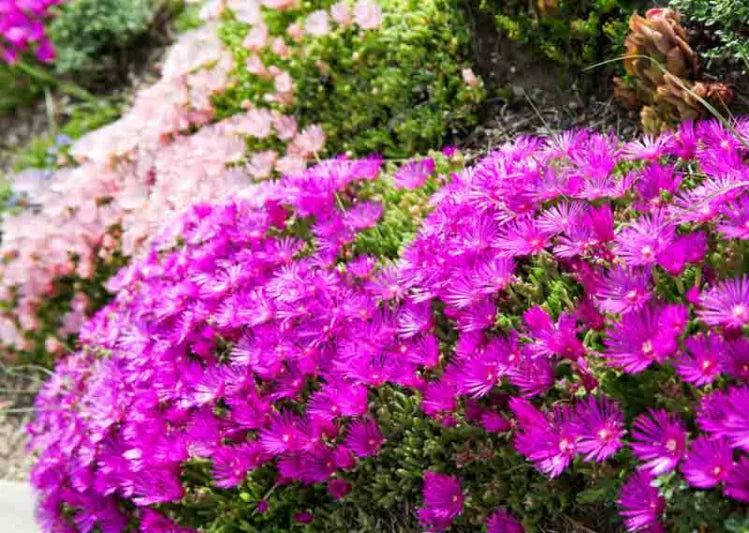 Delosperma Cooperii (Ice Plant)