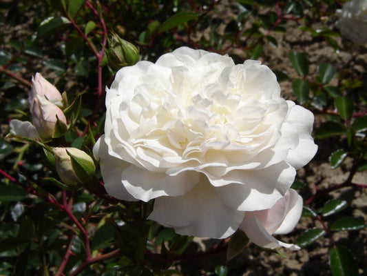 Rose Seafoam (Seafoam Climbing Rose)