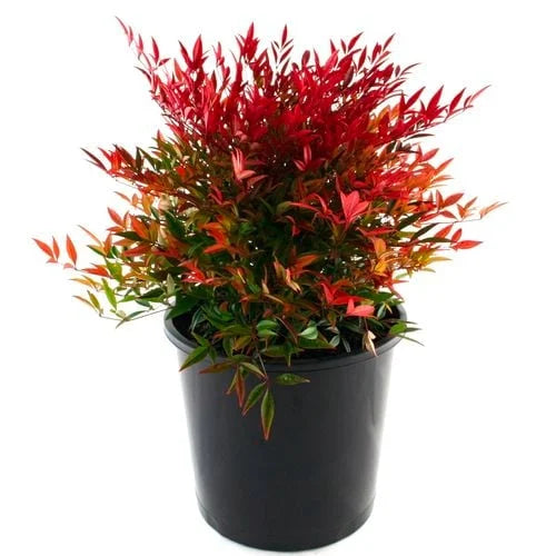 Nandina domestica 'Moon Bay' (Moon Bay Dwarf Sacred Bamboo) in a pot, ready for sale at Nursery Warehouse.