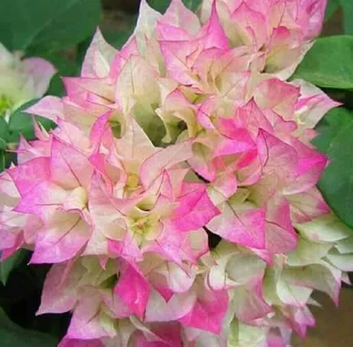 Bougainvillea Glabra (Limberlost Beauty)