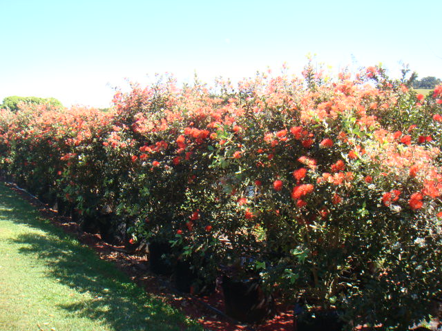 Metrosideros Thomasii (New Zealand Christmas Bush)