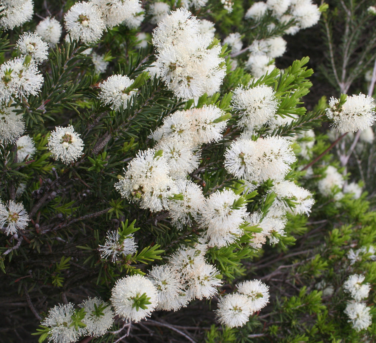 Melaleuca Ericifolia (Swamp Paperbark)