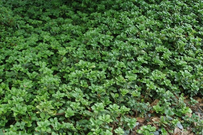 Pachysandra terminalis (Japanese Spurge)