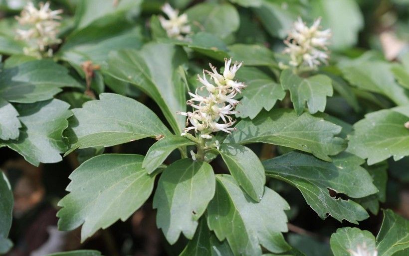 Pachysandra terminalis (Japanese Spurge)