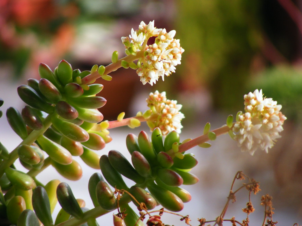 Sedum Lucidum (Obesum Sedum)