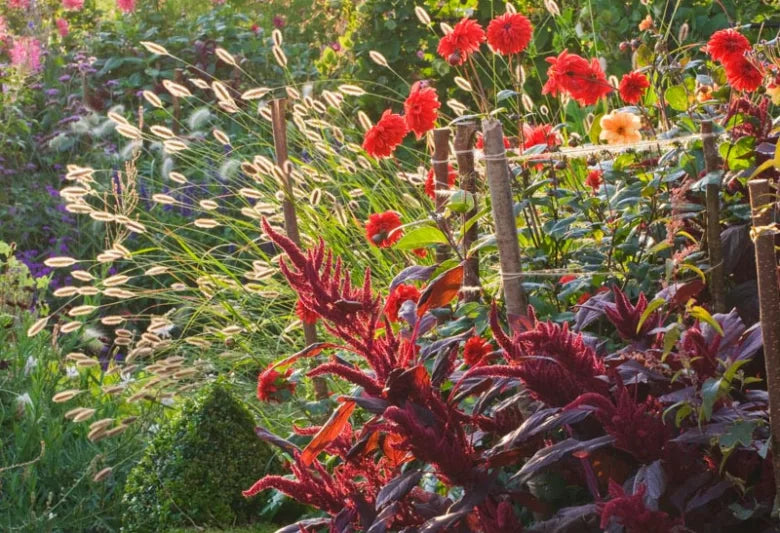 Pennisetum Red Buttons (Red Buttons Fountain Grass)