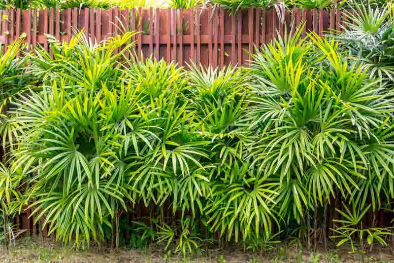 Rhapis Excelsa (Lady Palm)