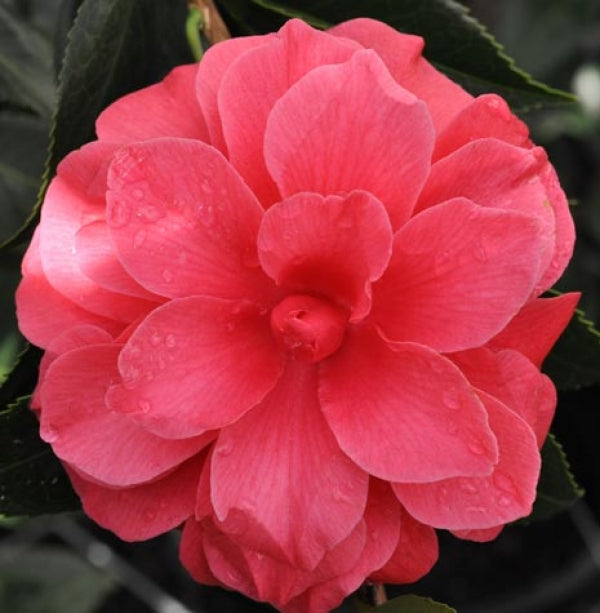 Camellia Japonica 'L.T. Dees' (Red Japonica Camellia)