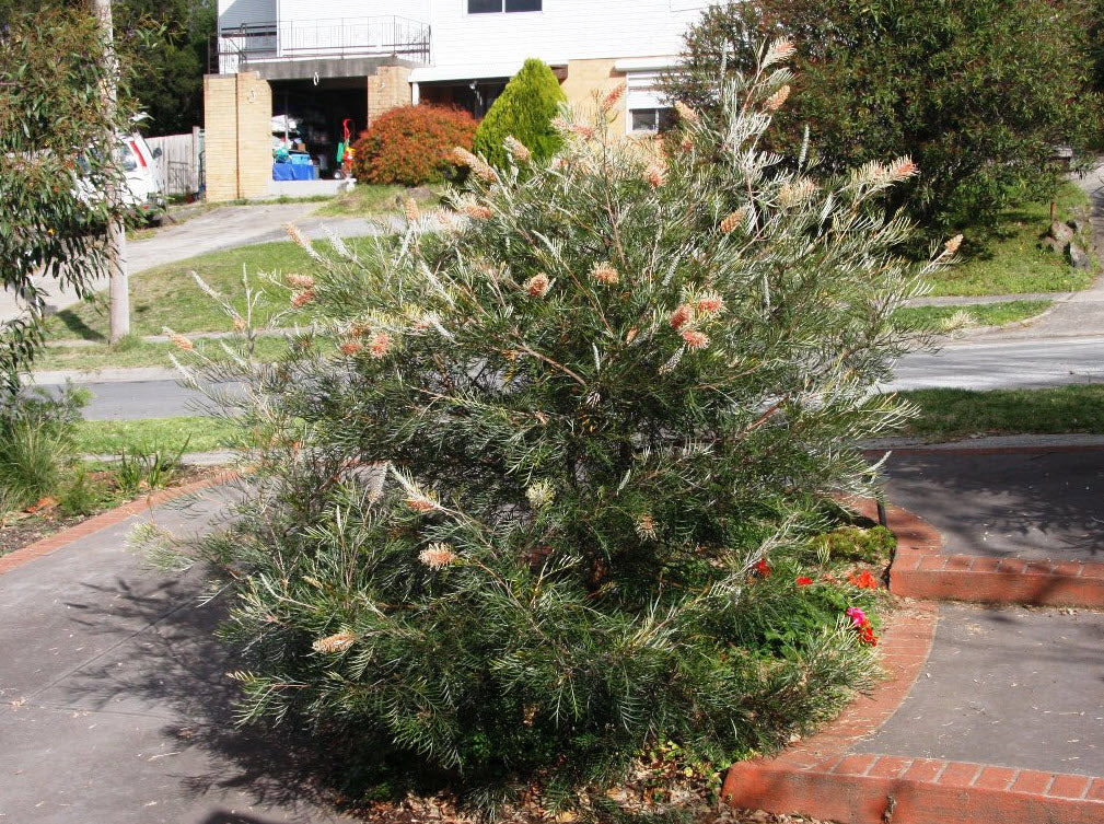 Grevillea 'Kay Williams'