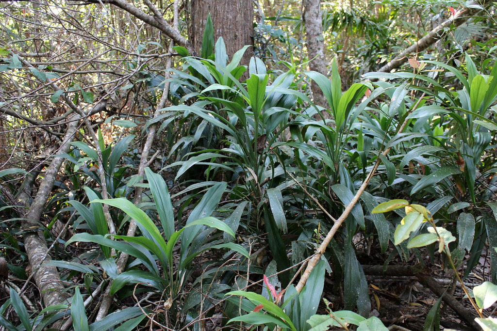 Cordyline Rubra Green