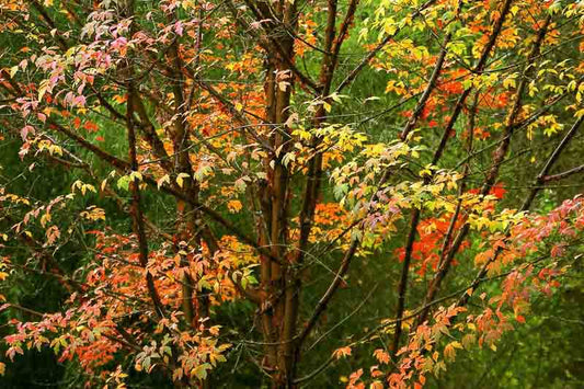 Acer Griseum (Paperbark Maple)